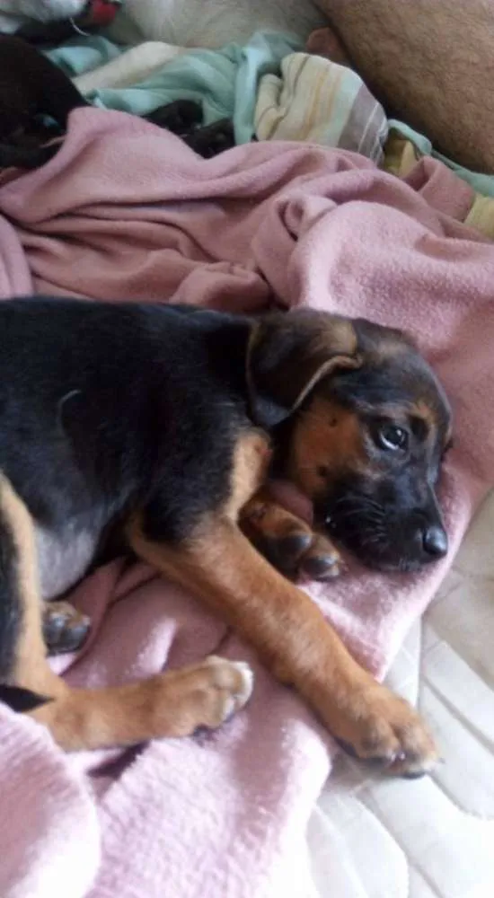 Cachorro raça Vira Lata idade Abaixo de 2 meses nome Nina