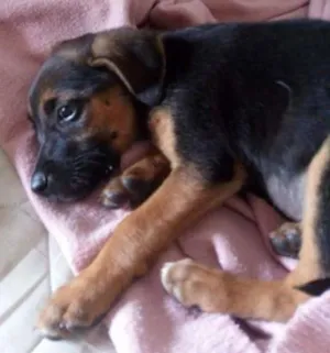 Cachorro raça Vira Lata idade Abaixo de 2 meses nome Nina