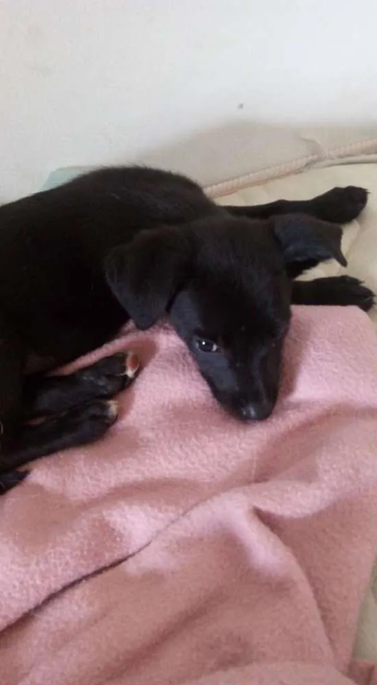 Cachorro raça Vira Lata idade Abaixo de 2 meses nome Neguinha