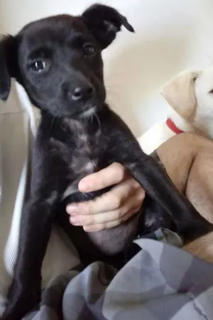 Cachorro raça Vira Lata idade Abaixo de 2 meses nome Big neguinha