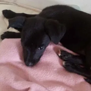 Cachorro raça Vira Lata idade Abaixo de 2 meses nome Neguinha