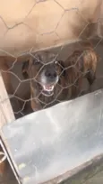 não tem