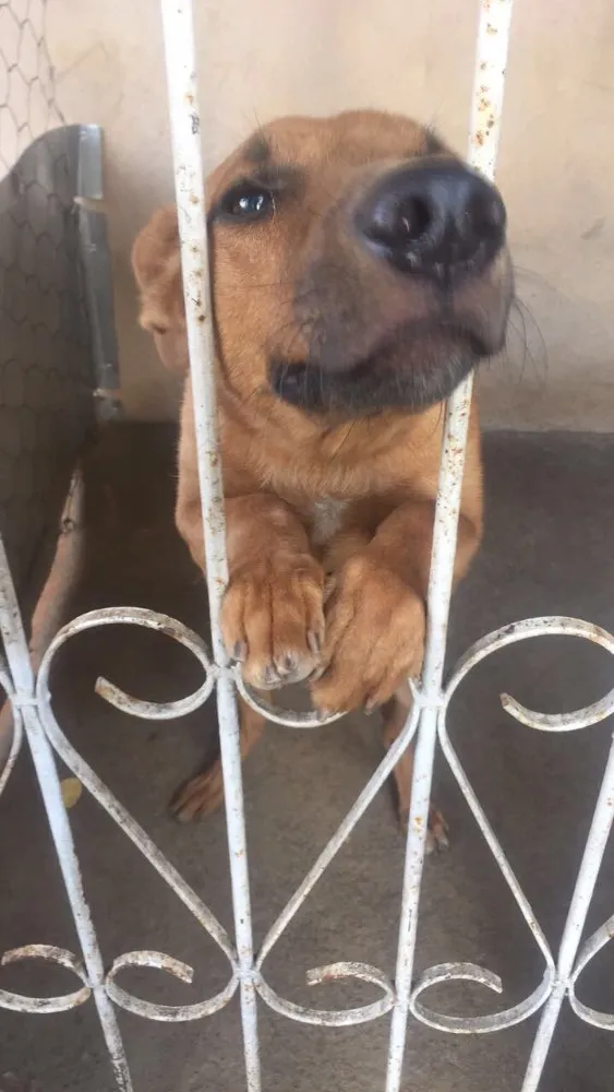 Cachorro raça vira lata/labradora idade 6 ou mais anos nome não tem