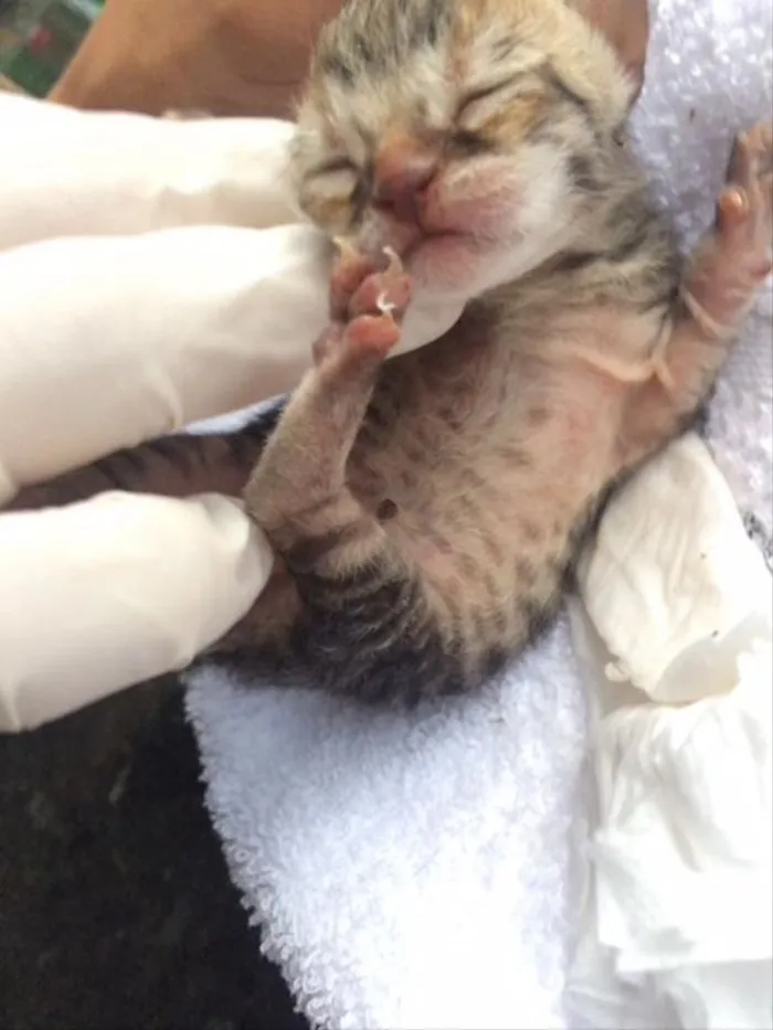 Gato ra a  idade Abaixo de 2 meses nome Afrodite
