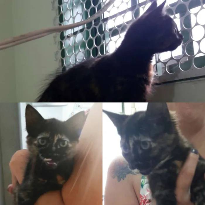 Gato ra a srd idade 2 a 6 meses nome Brigite