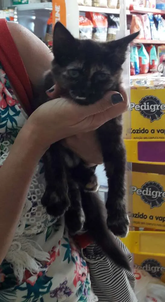 Gato ra a srd idade 2 a 6 meses nome Brigite