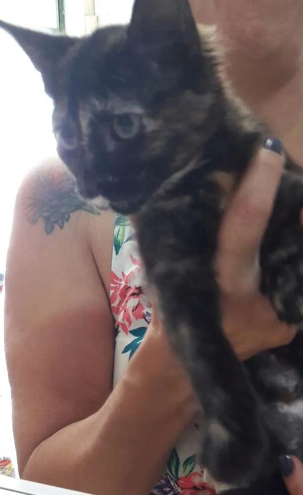 Gato ra a srd idade 2 a 6 meses nome Brigite