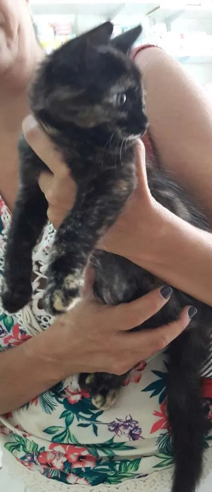 Gato ra a srd idade 2 a 6 meses nome Brigite