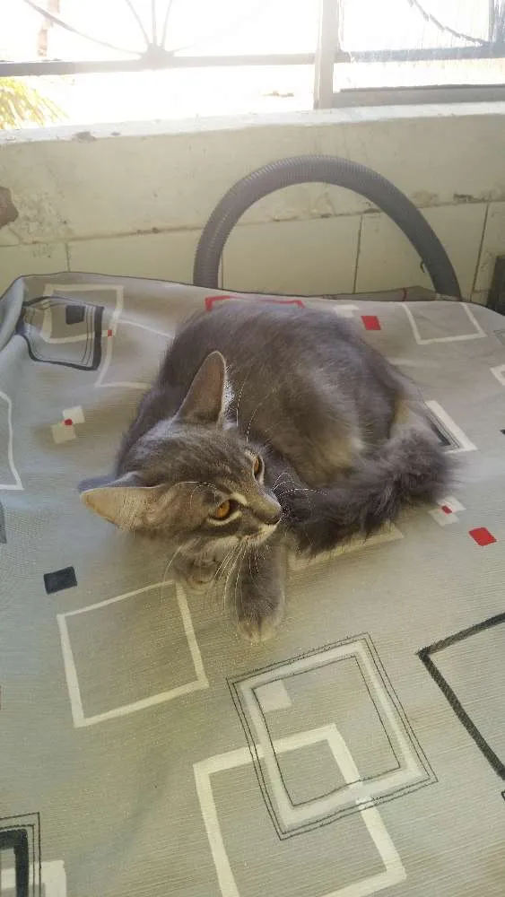 Gato ra a srd idade 1 ano nome niga e debie