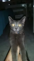 niga e debie