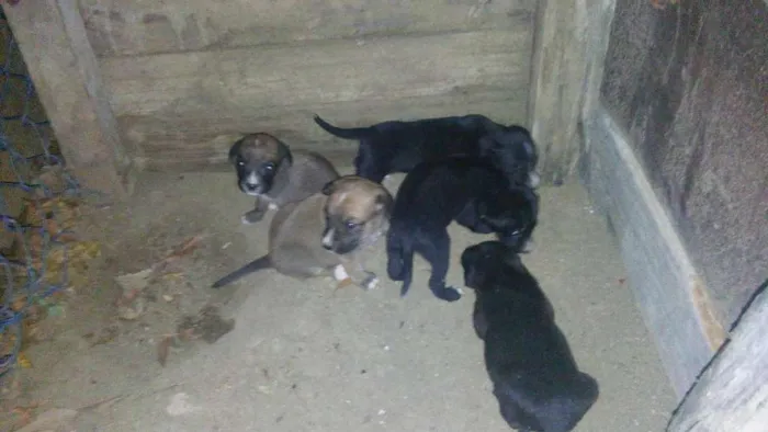 Cachorro raça Viralata idade  nome ..