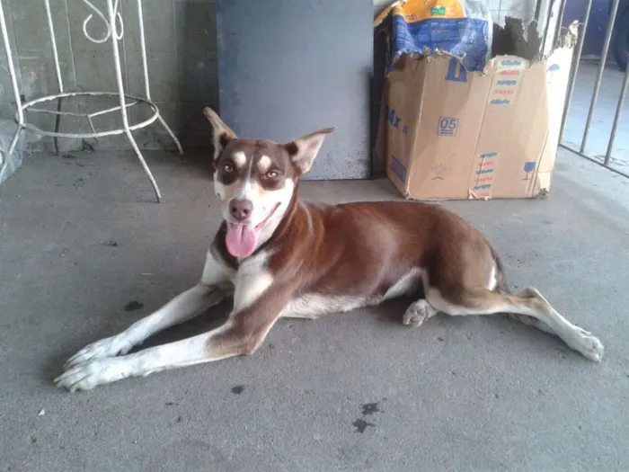 Cachorro ra a Srd idade 1 ano nome Princesa