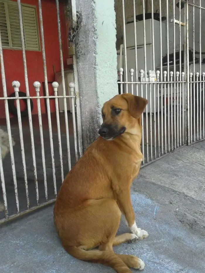 Cachorro ra a Sdr idade 7 a 11 meses nome Meg