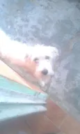 Laika