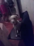 Laika
