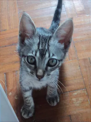 Gato raça indefinida idade Abaixo de 2 meses nome Tigre