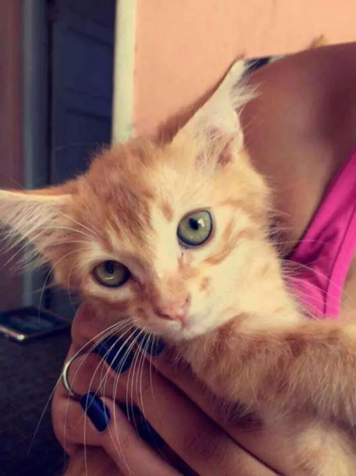 Gato raça Vira lata idade 2 a 6 meses nome Sem nome