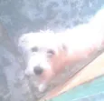 Laika