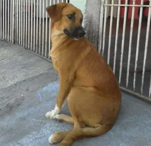 Cachorro raça Sdr idade 7 a 11 meses nome Meg
