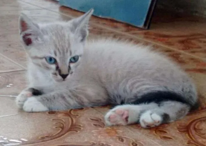 Gato ra a SRD idade Abaixo de 2 meses nome Não tem 