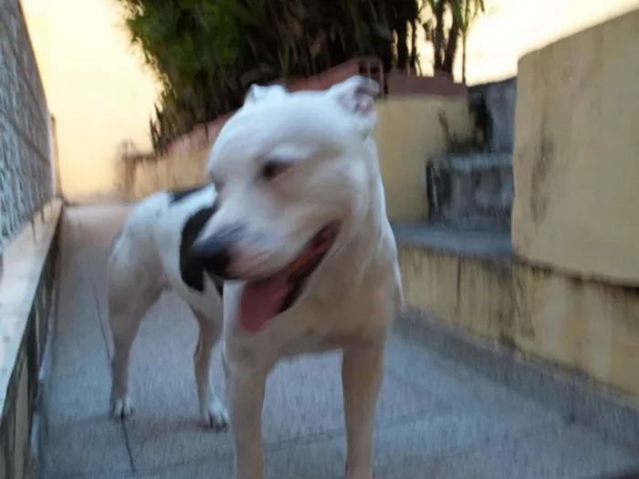 Cachorro raça Pitbull idade 6 ou mais anos nome Ayron