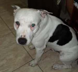 Cachorro raça Pitbull idade 6 ou mais anos nome Ayron