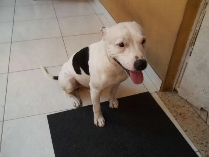 Cachorro raça Pitbull idade 6 ou mais anos nome Ayron