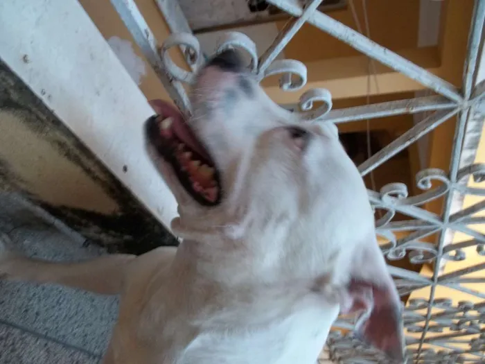 Cachorro raça Pitbull idade 6 ou mais anos nome Ayron