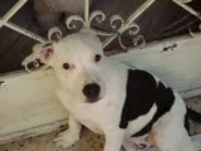 Cachorro raça Pitbull idade 6 ou mais anos nome Ayron