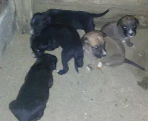 Cachorro raça Viralata idade  nome ..