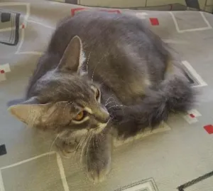 Gato raça srd idade 1 ano nome niga e debie