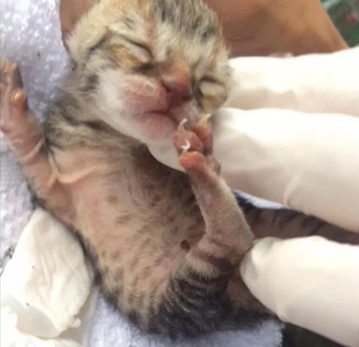 Gato ra a  idade Abaixo de 2 meses nome Afrodite