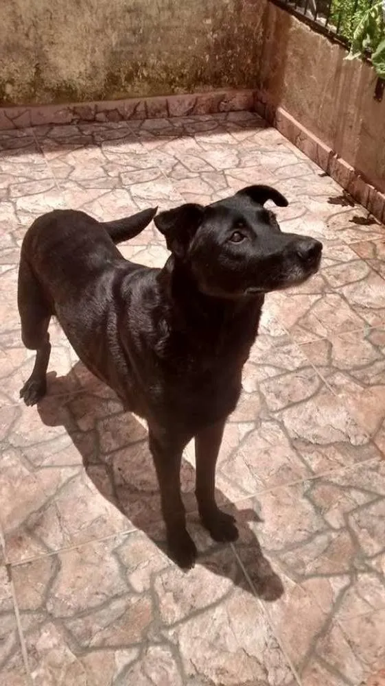 Cachorro ra a SRD idade 6 ou mais anos nome Adelaide