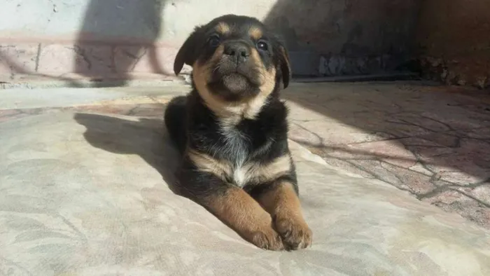 Cachorro ra a SRD idade Abaixo de 2 meses nome Sem nome