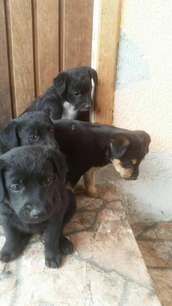 Cachorro ra a SRD idade Abaixo de 2 meses nome Sem nome