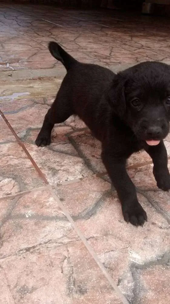 Cachorro ra a SRD idade Abaixo de 2 meses nome Sem nome