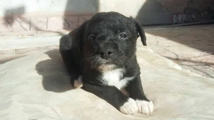 Cachorro ra a SRD idade Abaixo de 2 meses nome Sem nome