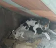 Lili, Tininha é lele