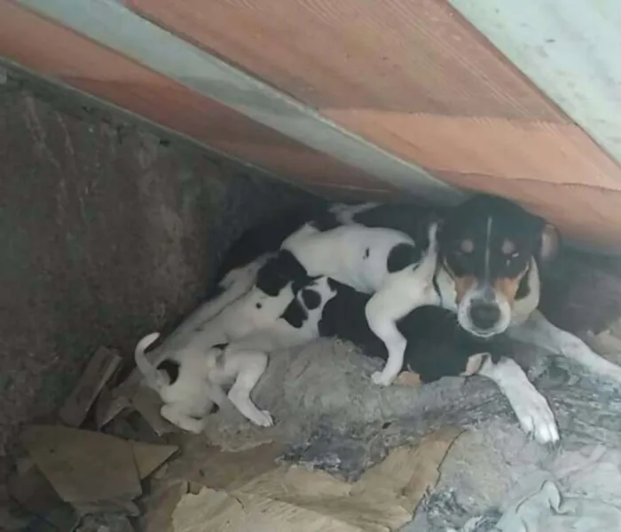 Cachorro raça Virá lata idade 2 a 6 meses nome Lili, Tininha é lele