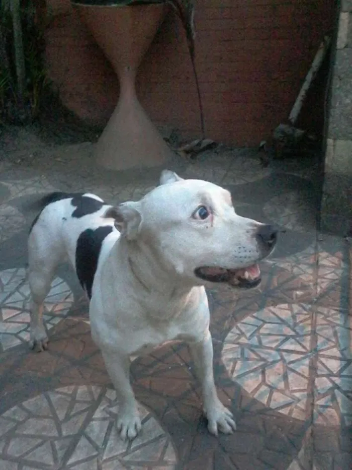 Cachorro raça Pitbull idade 6 ou mais anos nome Ayron