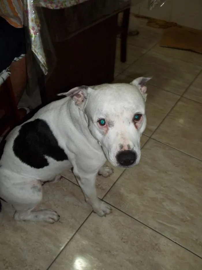 Cachorro raça Pitbull idade 6 ou mais anos nome Ayron