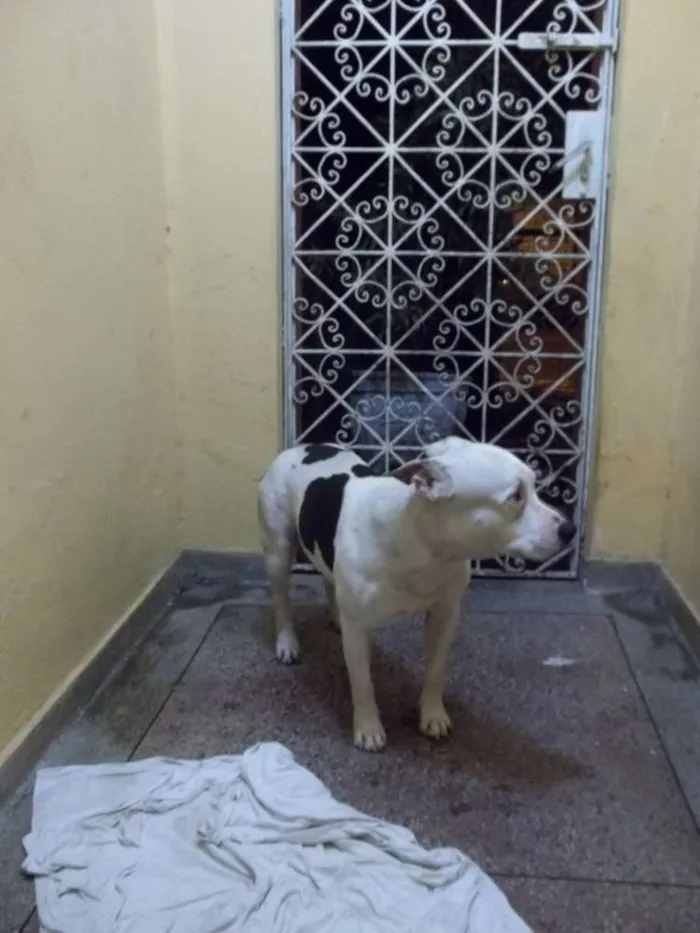 Cachorro raça Pitbull idade 6 ou mais anos nome Ayron