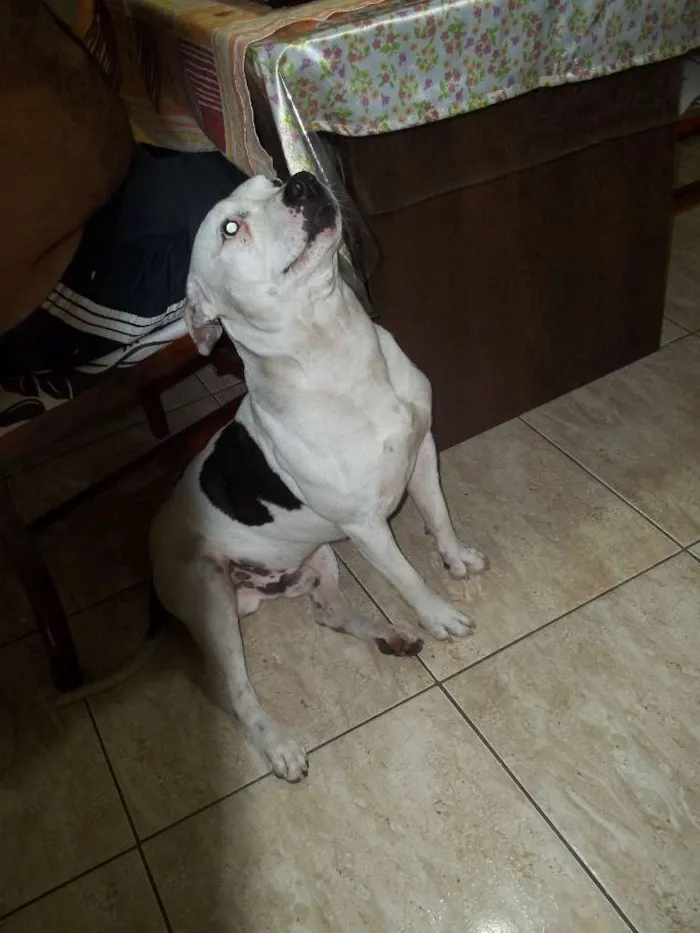 Cachorro raça Pitbull idade 6 ou mais anos nome Ayron