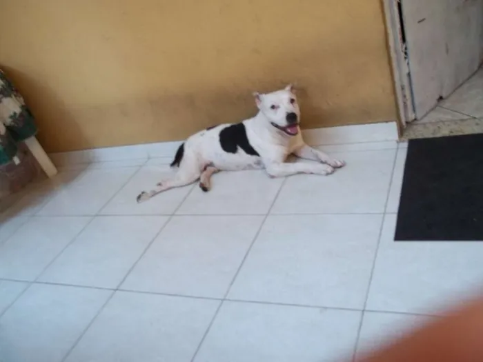 Cachorro raça Pitbull idade 6 ou mais anos nome Ayron
