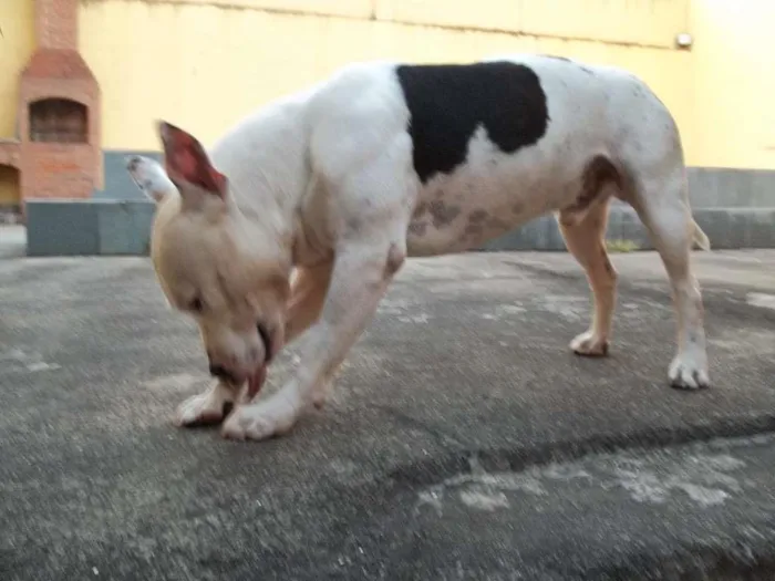 Cachorro raça Pitbull idade 6 ou mais anos nome Ayron