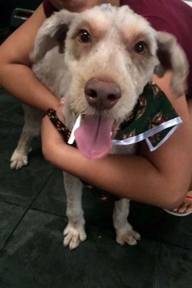 Cachorro ra a Poodle idade 2 anos nome Kiki