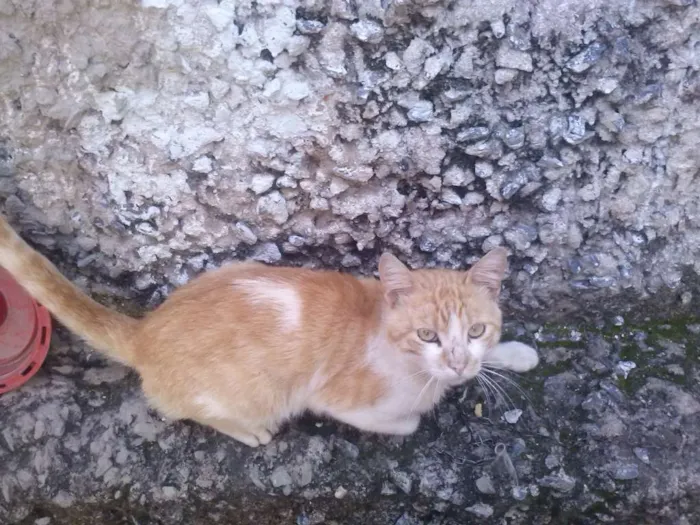 Gato ra a Não sei idade 1 ano nome Não tem 