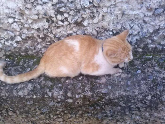 Gato ra a Não sei idade 1 ano nome Não tem 