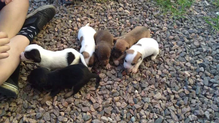 Cachorro ra a  idade Abaixo de 2 meses nome A espera de um nome