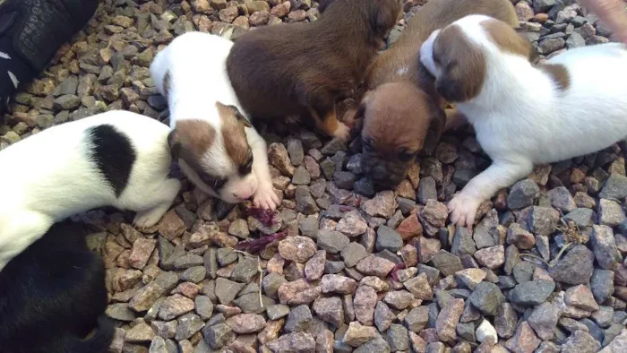 Cachorro ra a  idade Abaixo de 2 meses nome A espera de um nome